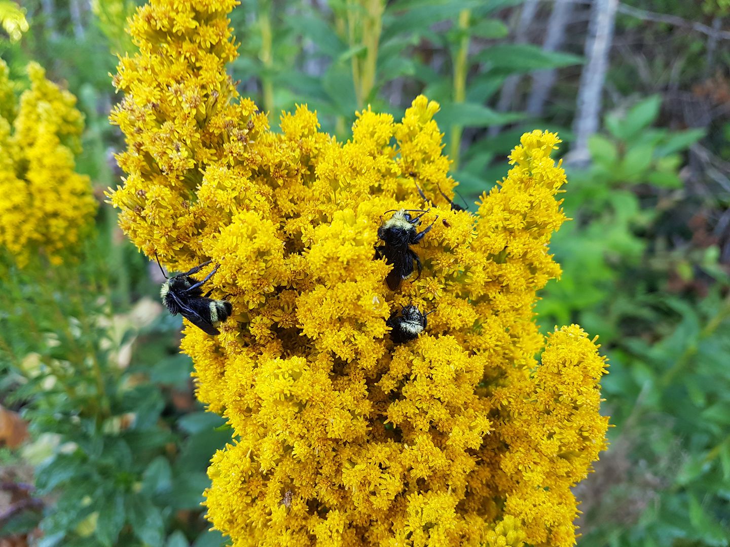 Bees on The Goldenrods