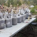 Apple Tree starts ready for the nursery