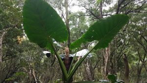 Giant Taro