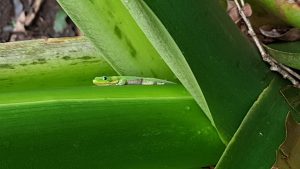Gold Dust Taro on the Gecko