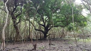 Grandmother Tree