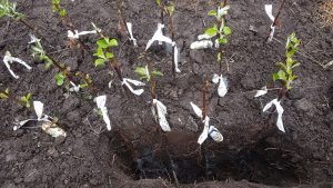 Mycorrhizae on the roots of apple trees