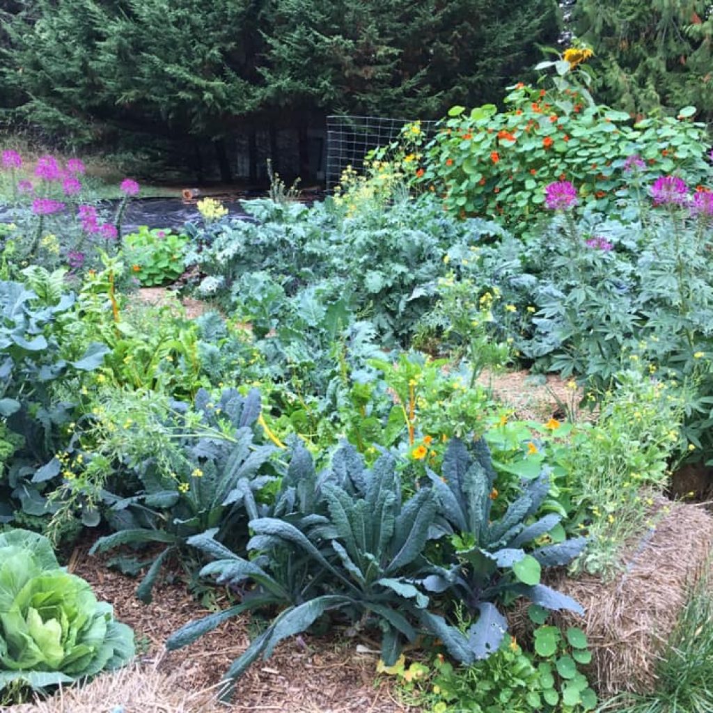 Edible Landscaping and Gardening Services Salt Spring Island