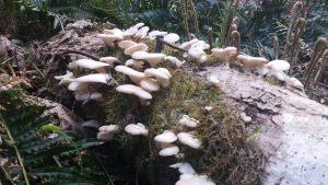 Oyster Mushroom harvest