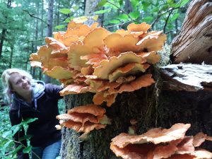 Chicken of the Wood at Avatar Grove
