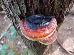 Red Belted Conk