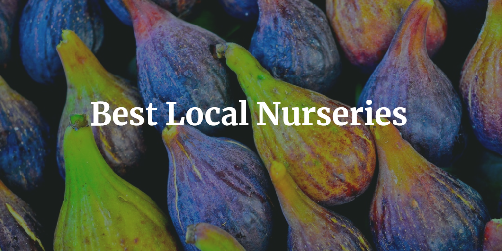 Best Local Nurseries