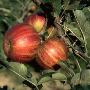 Cherry Cox Apple