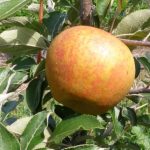 Golden Nugget Apple
