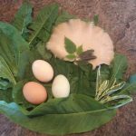 Oyster Mushrooms, Eggs, Sorrel, Sage, Dandelion, Plantain and Nettle