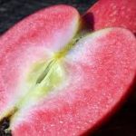 Rubiayat Red Flesh Apple