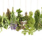 Best Herbs for Growing in Premium Potting Soil Mixes