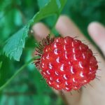 Salmon Berries