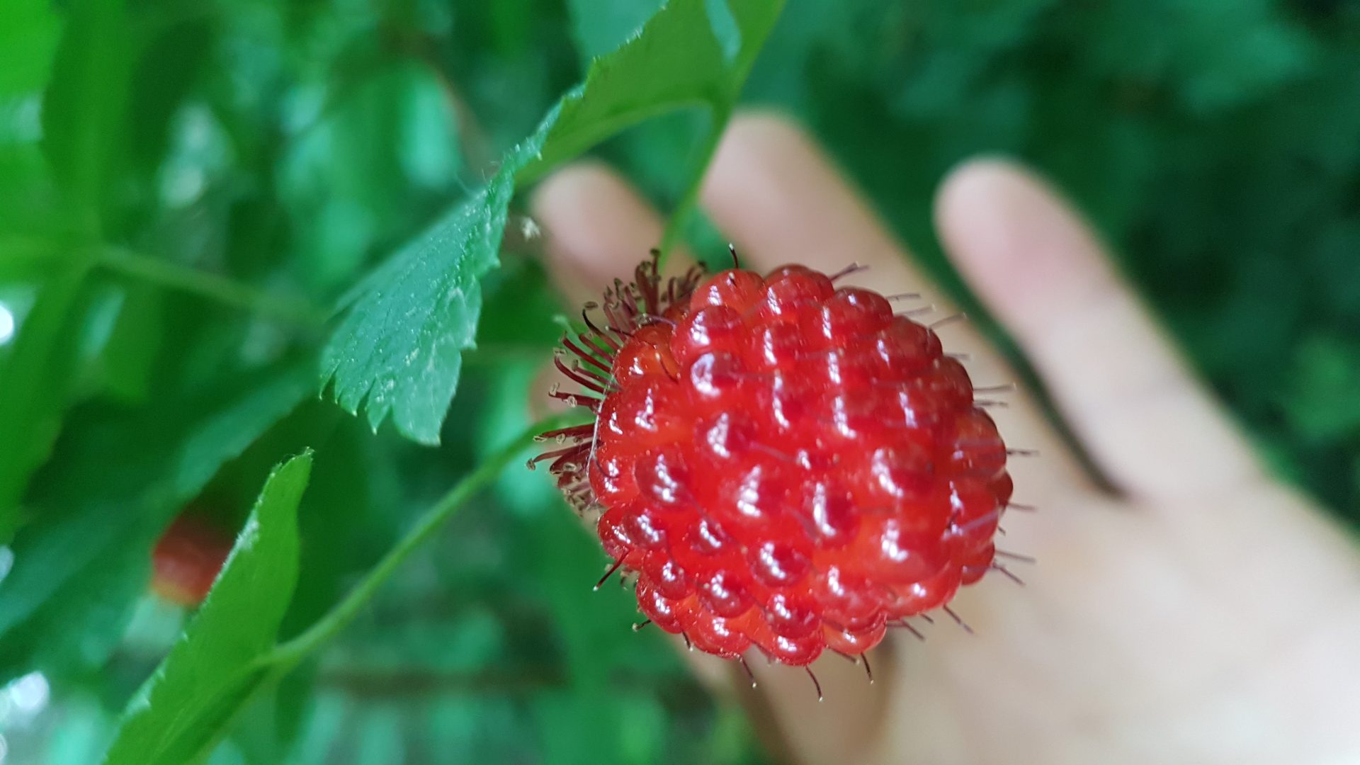 Thimble berries and Salmon berries are Awesome! Nigel Kay