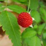 Thimble Berry